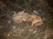 فيديو: شاب من الرملة نكّل بثلاث كلاب وحطم جماجمهم  